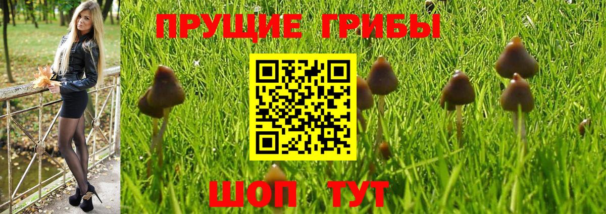 закладка  Галлюциногенные грибы MAGIC MUSHROOMS  Тулун  Вход с VPN  Галлюциногенные грибы Magic Shrooms 