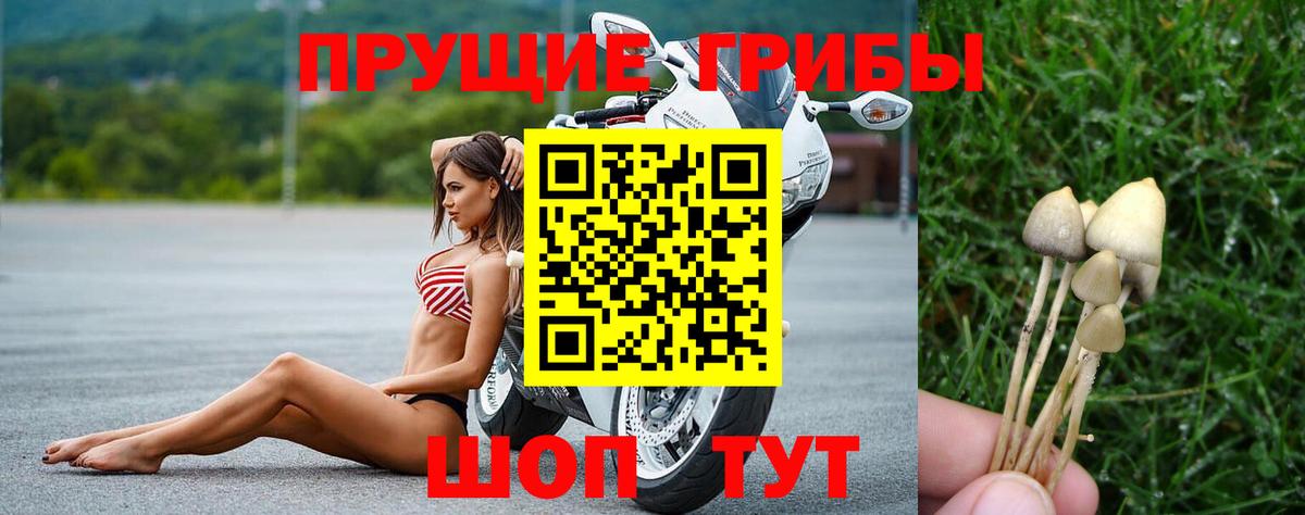 Галлюциногенные грибы Psilocybe Тулун